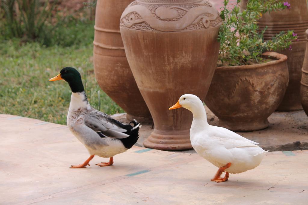 Ecolodge Bab El Oued Maroc Oasis Agdz Ngoại thất bức ảnh