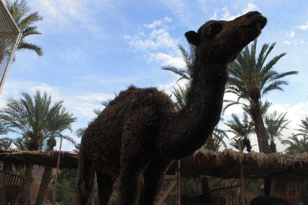 Ecolodge Bab El Oued Maroc Oasis Agdz Ngoại thất bức ảnh