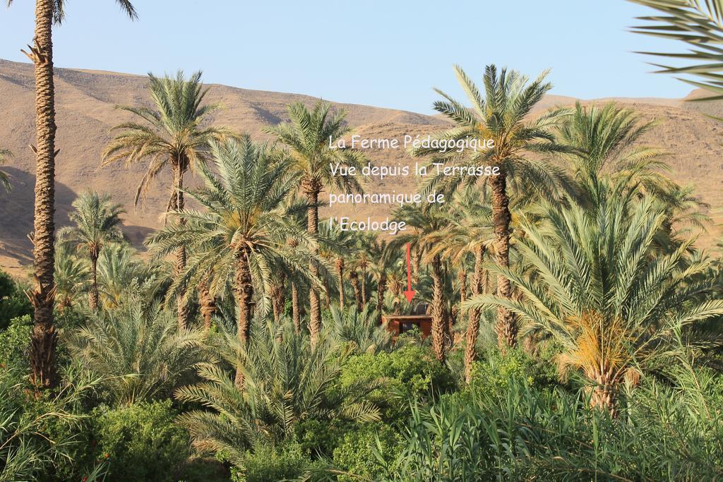 Ecolodge Bab El Oued Maroc Oasis Agdz Ngoại thất bức ảnh